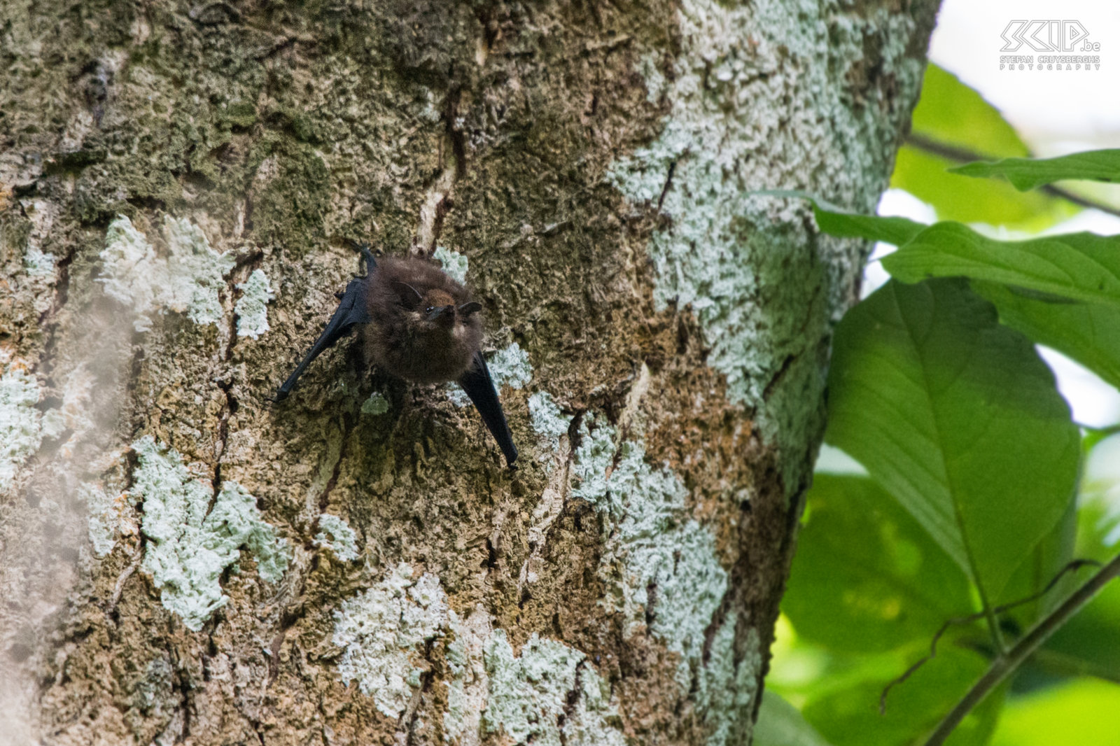 Carara - Sac-winged bat A sac-winged bat sleeping in a tree in Carara NP. Stefan Cruysberghs